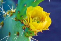 Sonora Desert Cactus Flower 