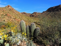 Sonoran Desert near Tucson AZ 