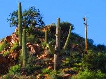 Sonoran Desert Saguaros in Arizona 