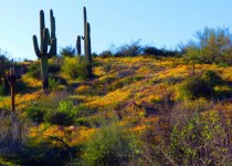 Sonoran Desert Spring Wildflowers ans Saguaro Cacti 