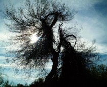 Sonoran Desert Tree  x
