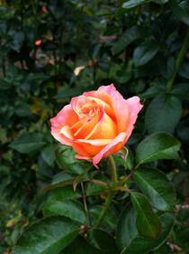 Sorbet-coloured rose 