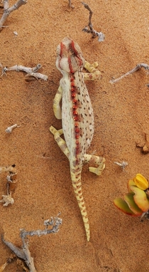 South African Namaqua chameleon