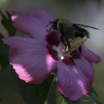 Southern carpenter bee on Rose of Sharon 
