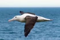 Southern Royal Albatross seen on Otago Peninsula New Zealand 