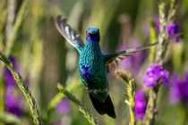 Sparkling Violetear Hummingbird 