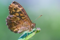 speckled wood 