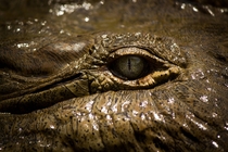 Spectacled caiman Caiman crocodilus 
