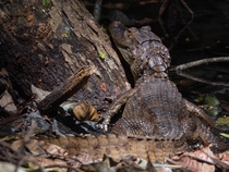 Spectacled caiman sunning itself on a log on the edge of a river in the Costa Rican rainforest 