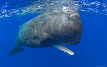Sperm whale Physeter macrocephalus near the Ogasawara Islands Japan  x-post rWhales