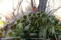 Sphagnum moss closeup 