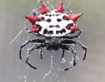 Spiny Orb Weaver - Gasteracantha 