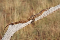 Spiny Tailed Monitor Lizard Varanus acanthurus by Benjamint 