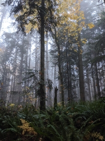 Spooky fall at Redmond Watershed Preserve Washington 