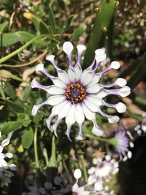 Spooned African Daisy  in Harmony CA 