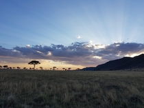 Spot the elephant Masai Mara Kenya 