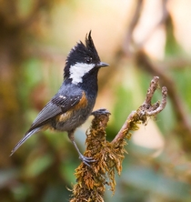Spot-winged Tit from the Himalayas of India 