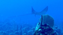 Spotted Eagle Ray at Coconut Tree Reef near Saint Kitts 