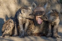 Spotted hyena Crocuta crocuta also known as the laughing hyena 