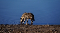 Spotted Hyena Crocuta crocuta drinking from water hole - Namibia 