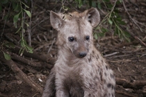 Spotted Hyena Cub - Kruger Park South Africa 