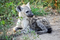 Spotted hyena cubs can be cute too 