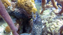 Spotted Moray Eel Gymnothorax moringa - Lost Blue Hole Nassau Bahamas 