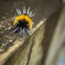 Spotted Tussock Moth Caterpillar 