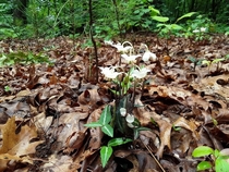 Spotted wintergreen   an east coast American native flowering now in the south Its endangered in some of the north