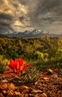 Spring in Buena Vista Colorado 