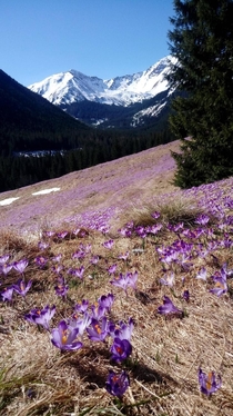 Spring in Polish Tatra Mountains OC