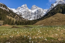 Spring in the Pre-Alps - La Pierreuse Vaud Switzerland 
