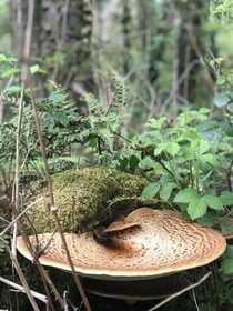 Spring mushroom - Kilronan Co Roscommon  x