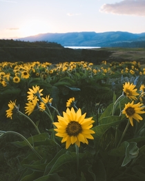 Springtime in the Columbia River Gorge Balsamroot aka Oregon Sunflowers bloom everywhere down here this time of year 