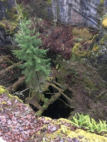 Spruce growing on old wooden beams - Dannemora mine Sweden