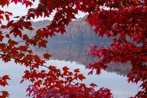 St-Maurice river through a red maple in Mauricie Quebec 