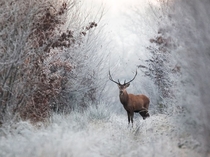 Stag in the frost photo by Nicolas Le Boulanger 