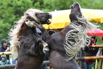 Stallions fight for leadership of the herd in Aschau in the Austrian province of Tyrol 