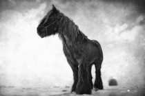 Standing Strong - Horse Equus ferus caballus 