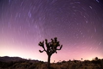 Star trails over a nighttime landscape Joshua Tree National Park  liamsearphoto