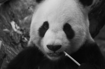 Stay hungrystay panda 