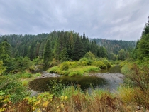 Steamboat Creek Just Before Entering the Coeur dAlene River Idaho Panhandle National Forest 