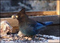 Stellars Jay Cyanocitta Stelleri eating peanuts from my bird feeder in Alaska  x