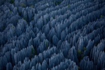 Stone Forest Madagascar 