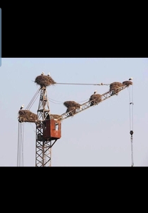 Storks taking over abandoned crane