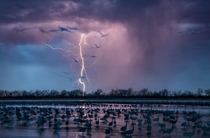 Storm lights up the sky above about  roosting Sandhill cranes Nebraska by Randy Olson 