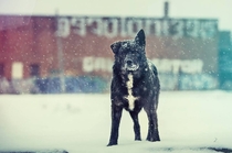 Stray dog AKA Satan in Detroit  Photo by Joe Gall