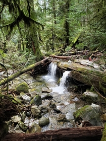 Stream flowing through a fallen log Cypress Falls Canada 
