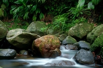 Stream in the caribbean jungle of Guadeloupe 