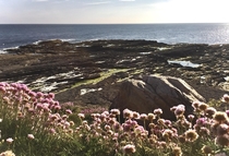 Stumbled upon these flowers amongst the rocks on the eastern coast of Ireland near Hook Lighthouse the worlds oldest operational lighthouse 